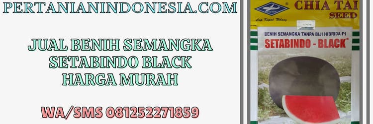 jual,jual benih semangka,semangka setabindo black,semangka setabindo black bisi,benih semangka setabindo black